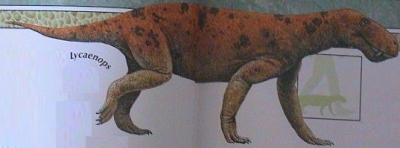 Lycaenops